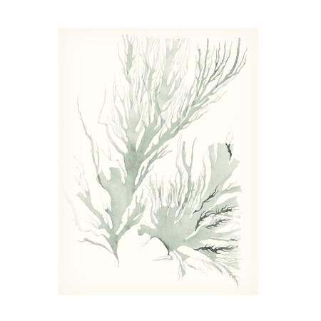 Vision Studio 'Sage Green Seaweed IV' Canvas Art, 35x47